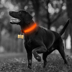 LED Dog Collar